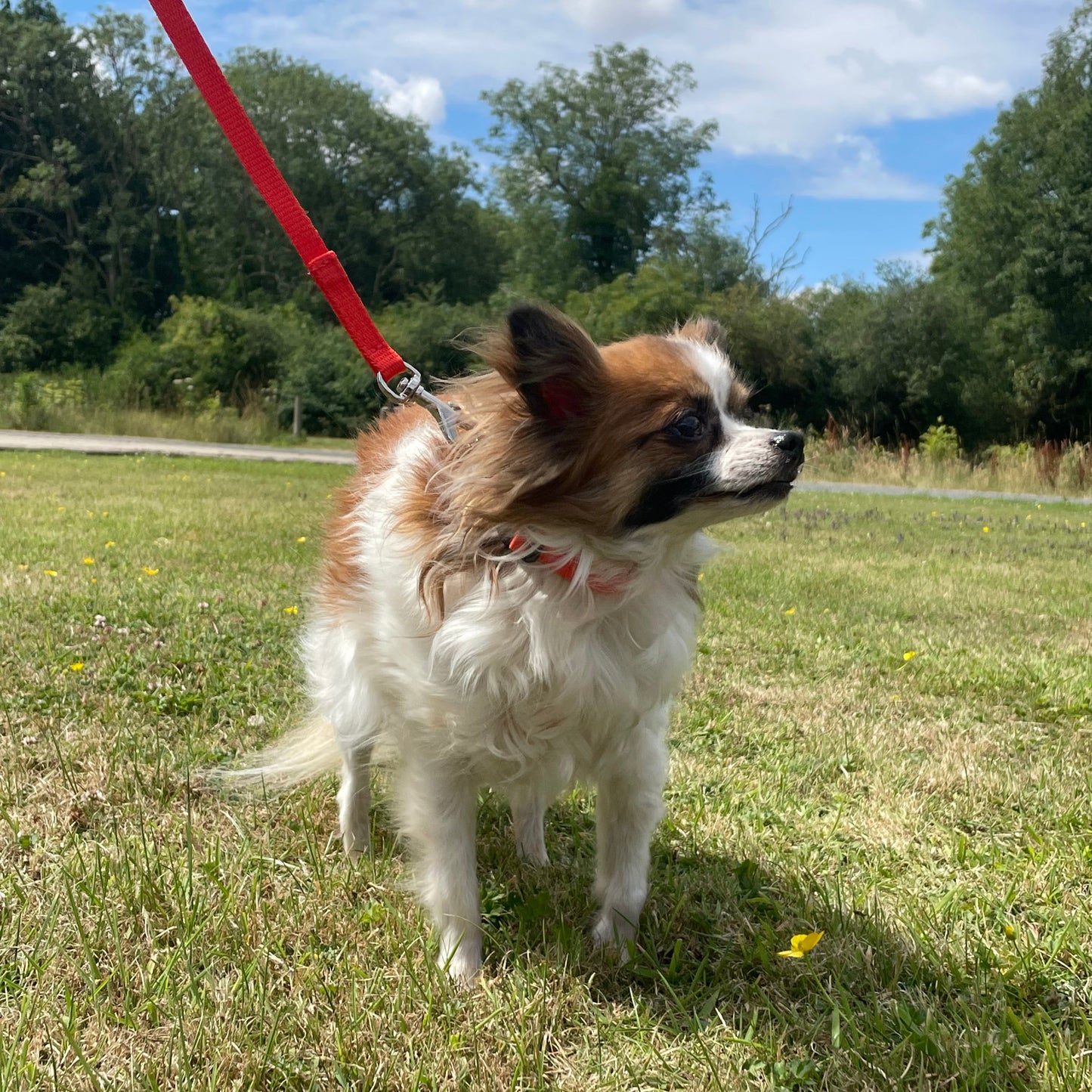 Dog Collar And Lead Set 13mm Webbing X - Small Collar In Various Lengths And Matching Colours