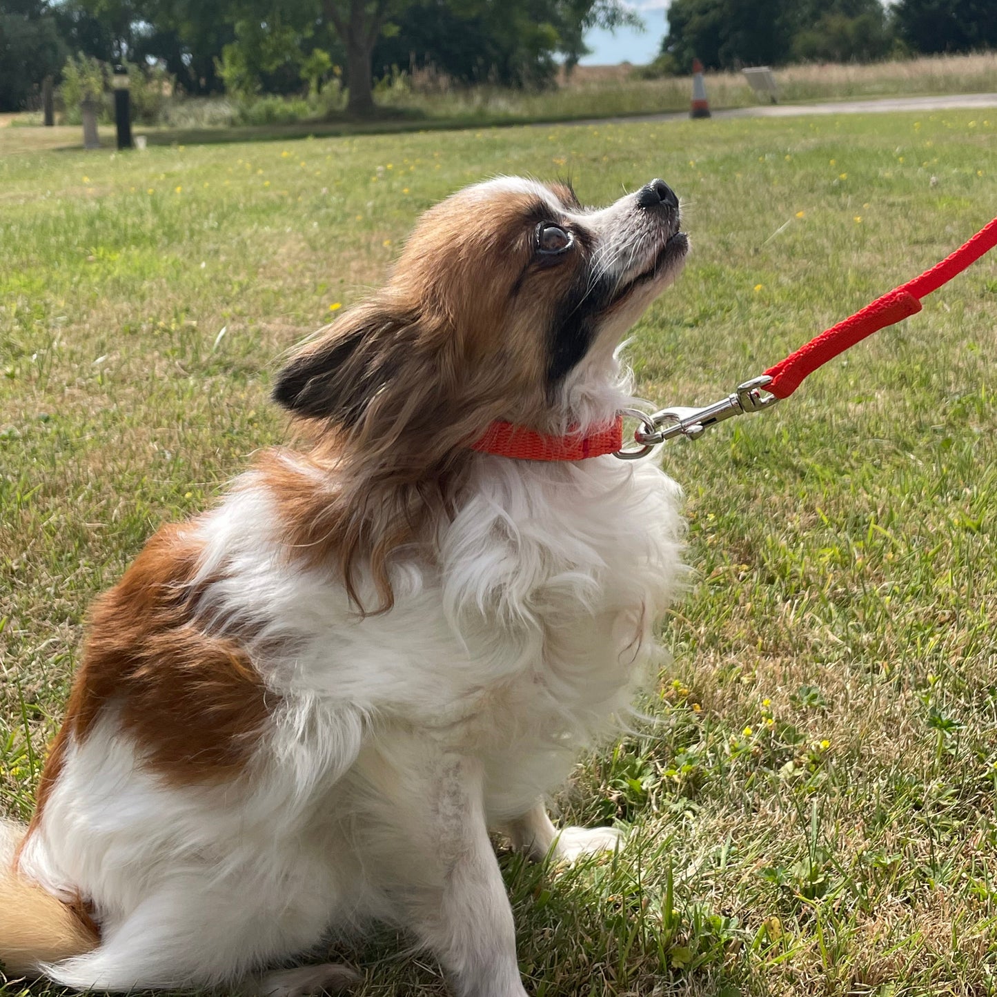 Dog Collar And Lead Set 13mm Webbing Small Collar In Various Lengths And Matching Colours