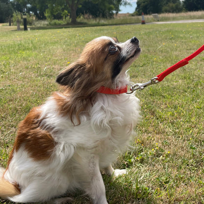 Dog Collar And Lead Set 13mm Webbing Small Collar In Various Lengths And Matching Colours