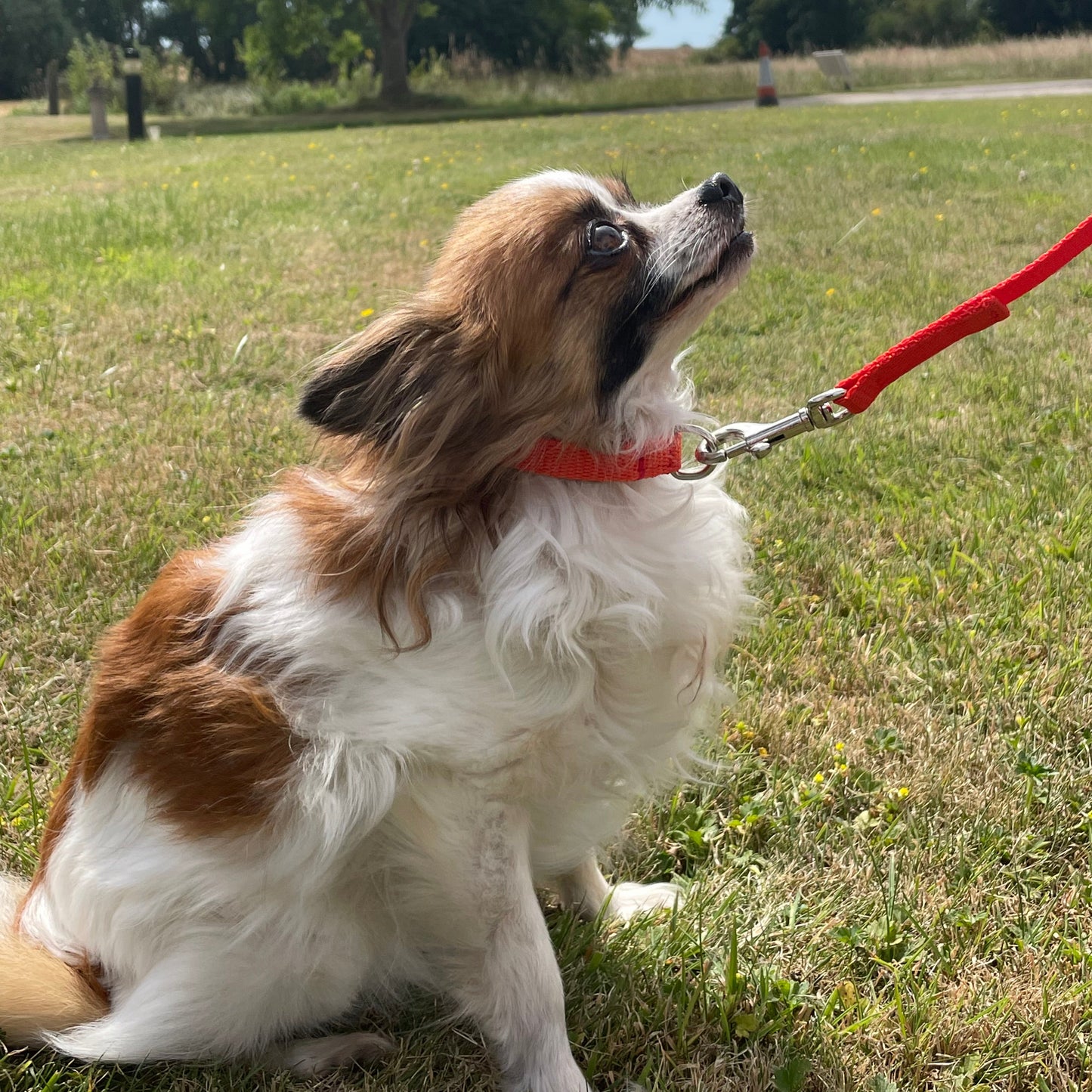 Dog Collar And Lead Set 13mm Webbing X - Small Collar In Various Lengths And Matching Colours
