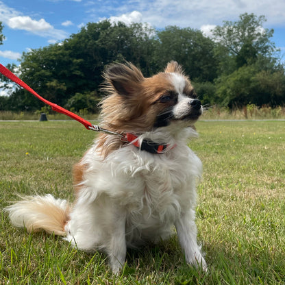 Dog Collar And Lead Set 13mm Webbing Small Collar In Various Lengths And Matching Colours